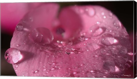 Framed Pink Flower With Dew Closeup Print
