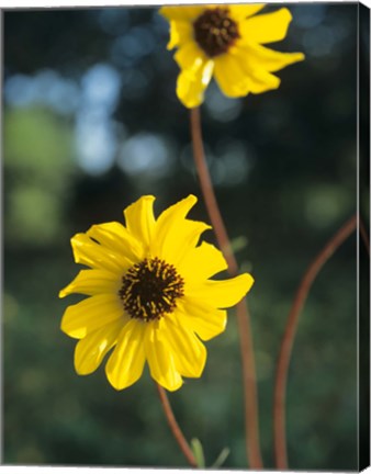 Framed Yellow And Brown Wildflowers Print