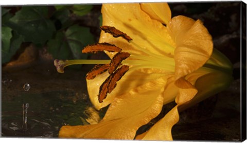 Framed Yellow  And Red Flower And Rippled Water Drop Print