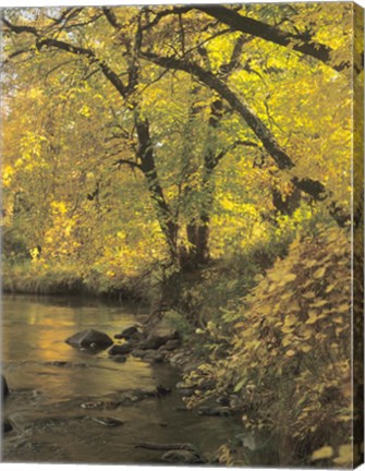 Framed Buffalo River 53 Print