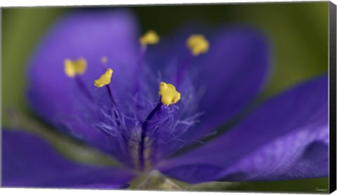 Framed Purple And Yellow Flower Closeup Print