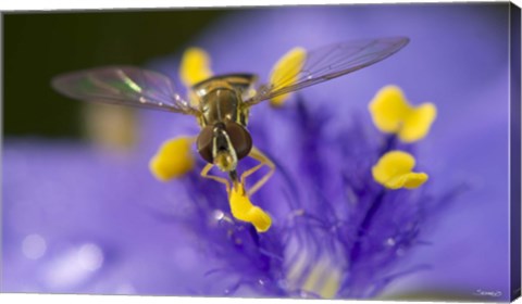 Framed Bee Resting On Purple And Yellow Flower Closeup Print