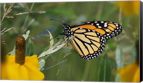 Framed Monarch 4 Print