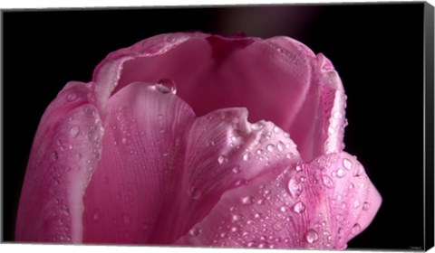 Framed Pink Tulip Petals And Dew Print