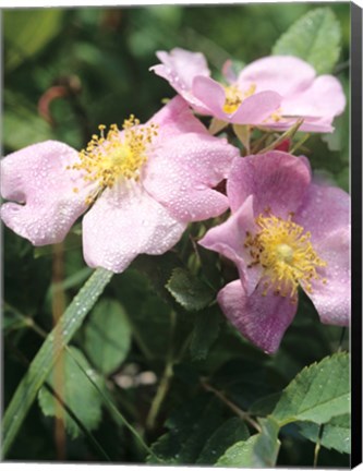 Framed Pink And Yellow Flowers And Dew Print