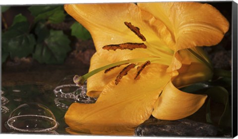 Framed Yellow  And Red Flower And Bubbled Water Print