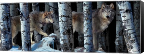 Framed Moon Shadows 2 Print