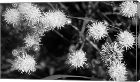 Framed Wildflower Blooms In Black And White Print
