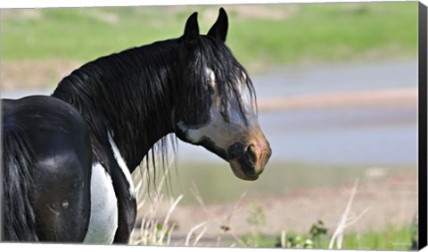 Framed Wildhorses 3 Print
