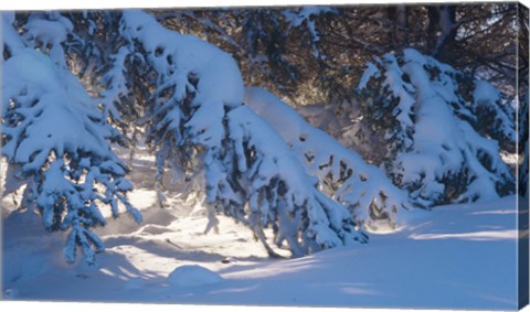 Framed Winter Snow Evergreen Print