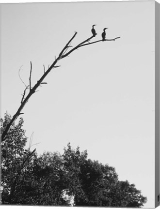 Framed Bird Silhouettes On Branch Print