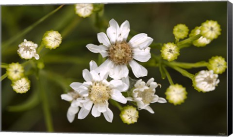 Framed White Wildflowers And Flower Buds Print