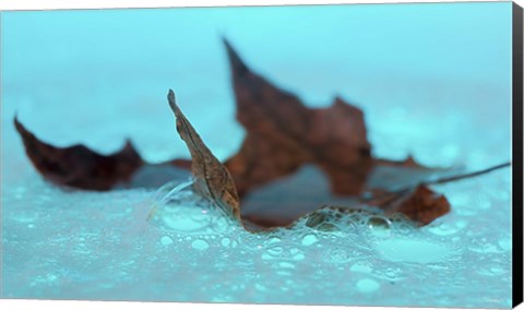 Framed Fall Leaf Floating In Blue Water Print