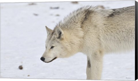 Framed Zoo Wolf 6 Print
