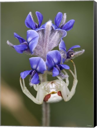 Framed White Insect Under Blue Flower Print