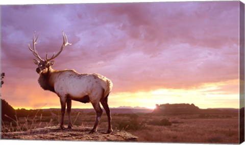 Framed Elk Sunrise In Canyonland Print