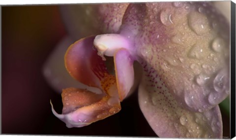 Framed Pink Spotted Flower Closeup On Purple Print