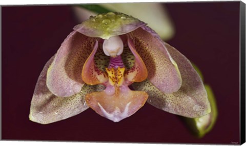 Framed Pink And Yellow Spotted Flower With Dew I Print