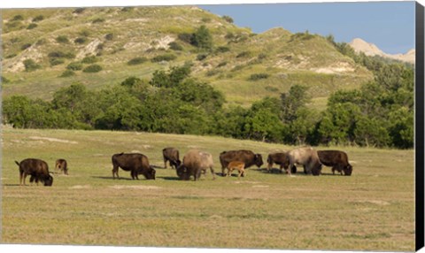 Framed Bison Grazing Print