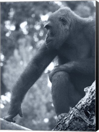 Framed Gorilla 2 Print