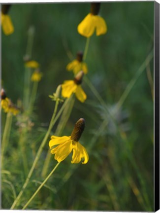 Framed Shades Of Nature Yellow Flowers Green Center I Print