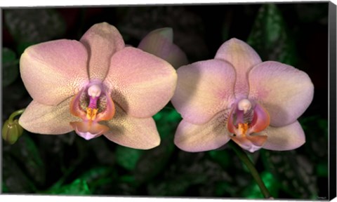 Framed Pink And Yellow Spotted Flower Duo Print