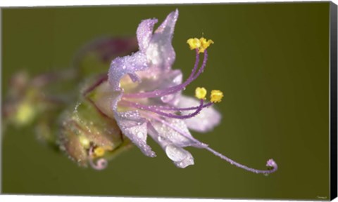 Framed Lavender Flower With Dew Print