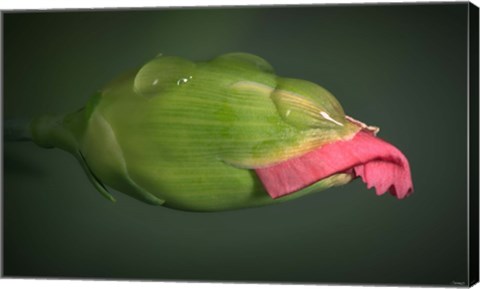 Framed New Pink Flower Bud Print