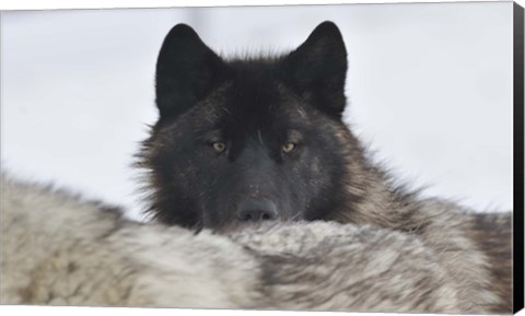 Framed Zoo Wolf 8 Print