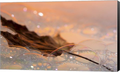 Framed Fall Leaf Floating In Water Bubbles I Print