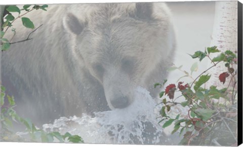 Framed Down Stream Bear Print