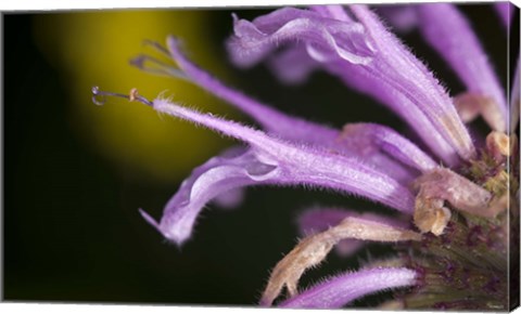 Framed Purple Flower On Green Print