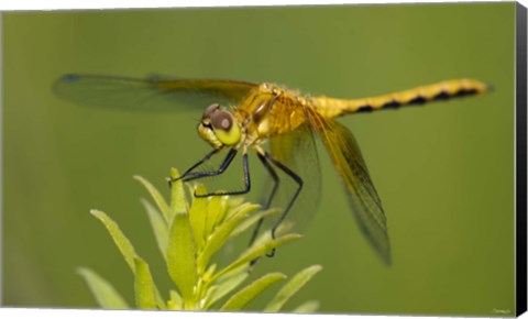 Framed Orange Insect On Green Foliage Print