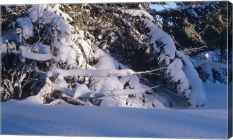 Framed Buffalo River 54 Print