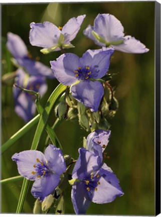 Framed Purple Wildflower Print