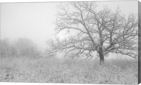 Framed Buffalo River Snow Field Print