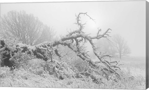 Framed Buffalo Fallen Tree In Snow Print