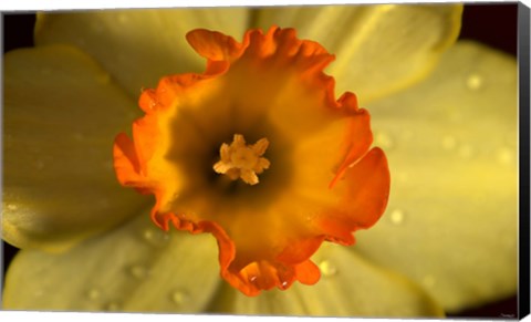 Framed Orange And Yellow Flower Closeup Print