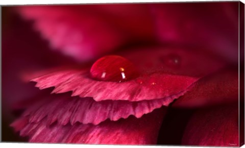 Framed Red Flower Petals And Raindrop Print