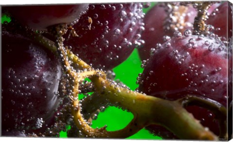 Framed Grapes Covered With Water Drops Closeup Print