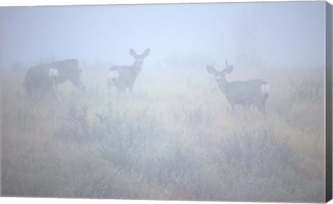 Framed Theodore Roosevelt National Park Deer Print