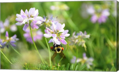 Framed Shades Of Nature Lavender And White Flower Print