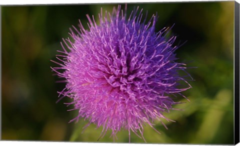 Framed Shades Of Nature Purple Spiked Flower I Print