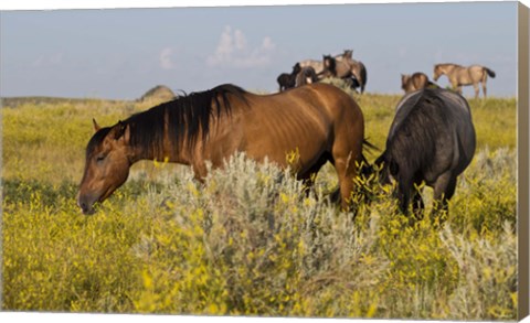 Framed Horses Grazing In Yellow Field III Print