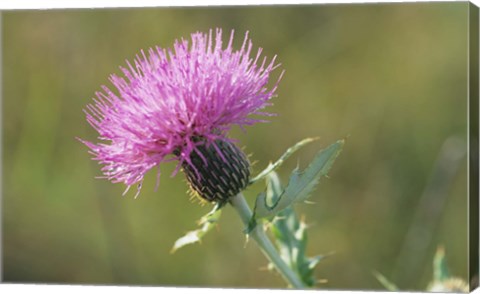 Framed Fuschia Spiked Flower Closeup Print