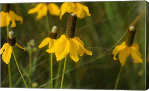 Framed Shades Of Nature Yellow Flowers Green Center III Print