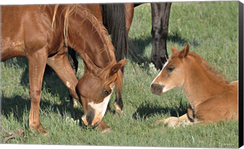 Framed Wildhorses 22 Print