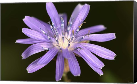 Framed Purple Flower Petals And Dew Closeup II Print