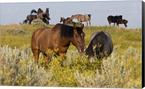Framed Horses Grazing In Yellow Field I Print