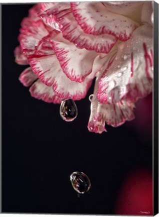 Framed Red And White Carnation And Raindrops Print